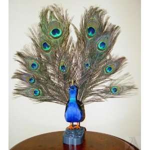 Animated Peacock Motion Moving Feather Spreads Decoration  