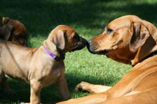 Wurf   Rhodesian Ridgeback Welpen ab sofort abzugeben in 