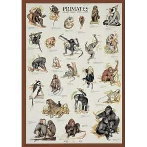 Primates    Print 