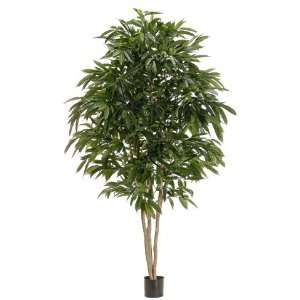  8 Multi Trunk Mango Tree in Pot Two Tone Green (Pack of 2 