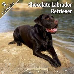 Kalender 2011 Labrador Retriever braun (Chocolate)  Bücher