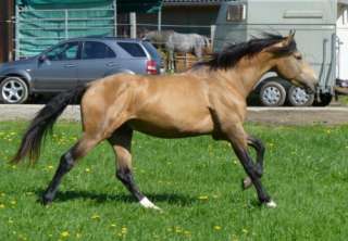 Wunderschöner Lusitano in seltener Farbe in Nordrhein Westfalen 