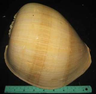 inchs HUGE & HEAVY (850 g) Melo Aethiopica Seashell Sea Shell 