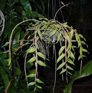   Species Dendrobium pierardii SPIKING BIG PLANT FRAGRANT  
