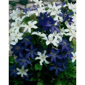 ClematisThe President® und Clematis Mme le Coultre®, je 1 Pflanze im 