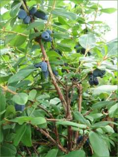 Gimolost, Mai/Honigbeere, Lonicera, Sibirische Blaubeere, 3 J. Pflanze 