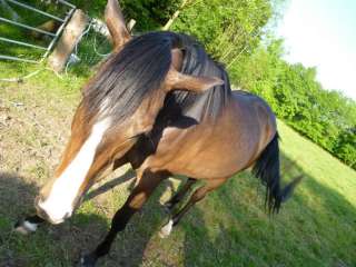 Hübsche Trakehnerstute in Niedersachsen   Duingen  Pferde & Zubehör 