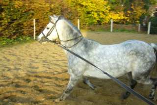 Fahrpony zu verkaufen in Niedersachsen   Glandorf  Pferde & Zubehör 