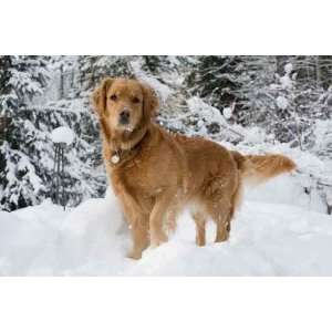 Dogs. Golden Retrievers in Snow.   Peel and Stick Wall Decal by 