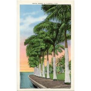 1940s Vintage Postcard View of Royal Palms   Florida
