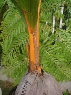 LIVE PLANT Malayan Dwarf Golden RARE COCONUT PALM Tree  