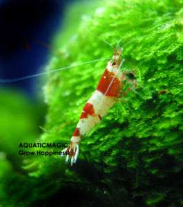 Xmas Moss  Cherry Crystal Red Shrimp Live Aquarium Tank  