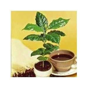 ARABICA COFFEE BEAN 10 SEEDS TROPICAL PLANT INDOOR  