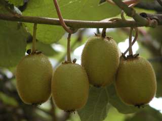 combo KIWI plants set MALE /FEMALE great fruit must have (2)  