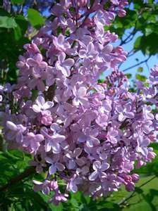 LILAC~`~Flowering Shrub Purple~`~ 25 seeds+ Fresh 2011  