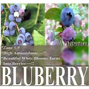  50+ HIGHBUSH Blueberry Plant Seeds BULK SEEDS ornamental 