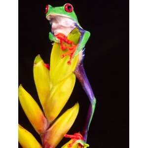  Red Eye Tree Frog on Bromeliad, Native to Central America 