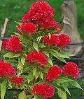 celosia cristata  