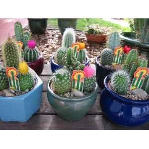  Desert dish garden 4 inches Cactus Plants