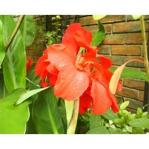  5 RED CANNA LILY Indian Shot Canna Indica Flower Seeds 