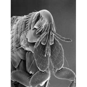 Microscopic View of a Cat Flea Magnified About 80 Times, USA Stretched 