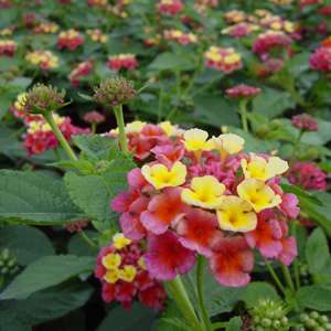 Lantana camara Confettii   Confetti Lantana