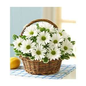     White Daisy Basket   Small  Grocery & Gourmet Food