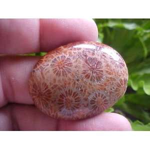  Gemqz S1716 Brown Coral Fossil Agate Cabochon Nice Flower 