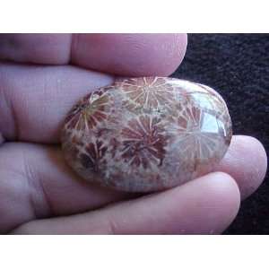  S3014 Natural Brown Coral Fossil Agate Flower Cabochon 