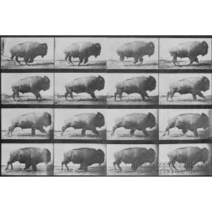  Buffalo Galloping, by Eadweard Muybridge, 1887   24x36 