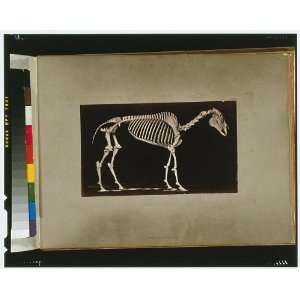   ,animal locomotion,series,Eadweard Muybridge,CA,c1881