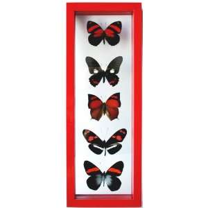  Mounted Red Butterfly Art Set Framed in Double Glass 
