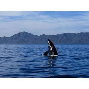  Grey Whale, Juvenile Breaching, Magdalena Bay Photographic 