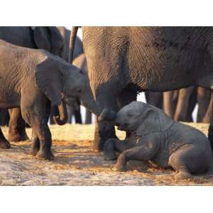 Juvenile African Elephants Touch Trunks National Geographic Collection 