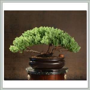 Bonsai Tree Juniper  Perseus  Grocery & Gourmet Food