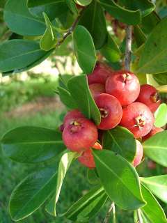 the strawberry guava is a very ornamental small evergreen tree