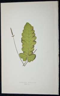 Lowe 1867 British & Exotic Ferns Print. Acrostichum. 49  