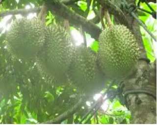 Tropical Durian Musang King Fruit 4 Seeds *Fresh*Satisfying*  