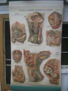 Medical/Anatomical Chart Human Genitalia c.1922 Litho  