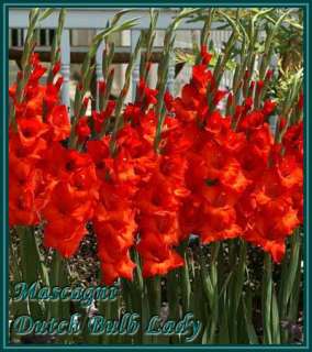 40 Gladiolus Corms ***53 Species Inside*** You Pick & Choose 