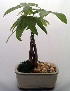 Money Tree Bonsai   Pachira aquatica   Glazed Rectangle Bonsai Pot 