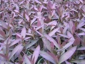 heart tradescantia moses in the basket cradle wash pot plant