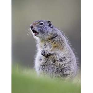  Uinta Ground Squirrel, Adult Calling Alarm as Warning to 