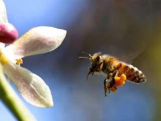 Bee Pollen Granules Raw Wildcrafted Healthy 1lb Oregon  