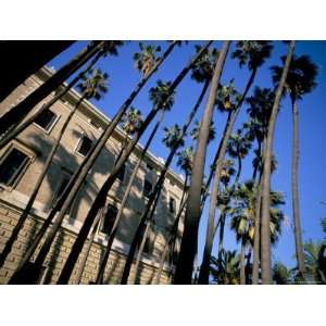 Palm Trees, Malaga, Costa Del Sol, Andalucia (Andalusia), Spain 