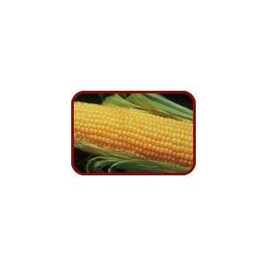  Sweet Corn   Incredible 300 Seeds Patio, Lawn & Garden