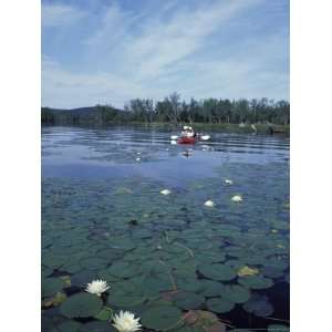 Fragrant Water Lily, Kayaking on Umbagog Lake, Northern Forest, New 