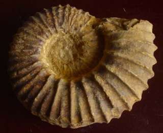Big Natural Fossil Rare Ammonite 6.7LB  