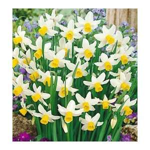    Daffodil   Cyclamineus   Jack Snipe Patio, Lawn & Garden