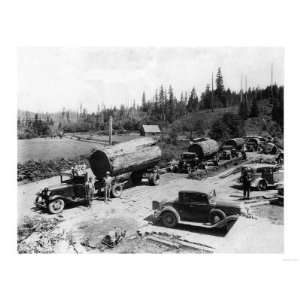  Seven Logging Trucks with 7 ft. diameter Firs Photograph 